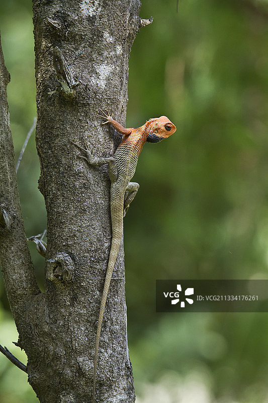 东方花园中的蜥蜴在树干上——尼泊尔巴尔迪亚图片素材