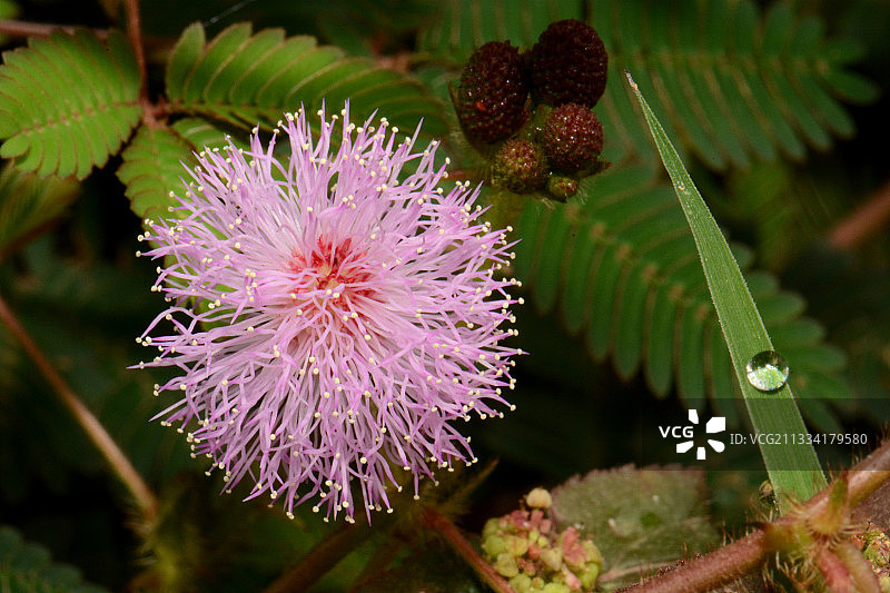可耻的植物花-新喀里多尼亚图片素材
