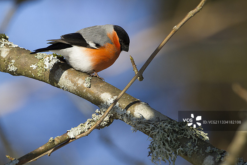 法国孚日，冬天树枝上的雄性红腹灰雀图片素材