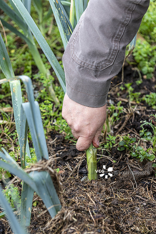 法国加来Pas de Calais，秋天，园丁从他的有机厨房花园中采摘韭菜图片素材