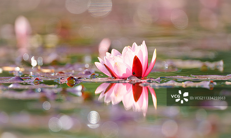 湖中粉红色睡莲的特写图片素材