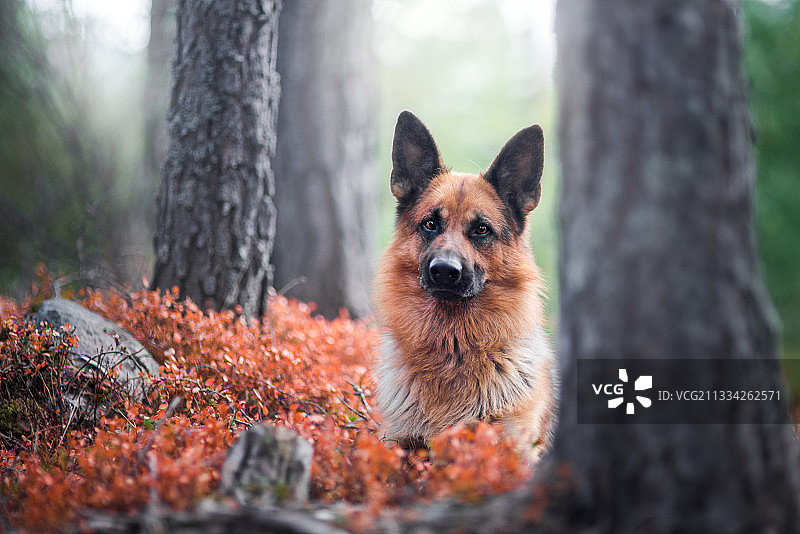 挪威哈卡达尔，纯种狗站在秋天的森林里图片素材