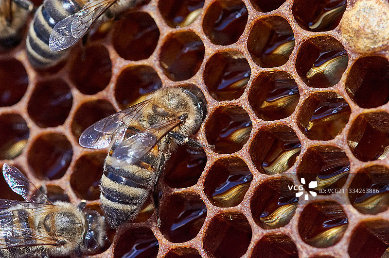 蜜蜂在蜂巢上的特写镜头图片素材