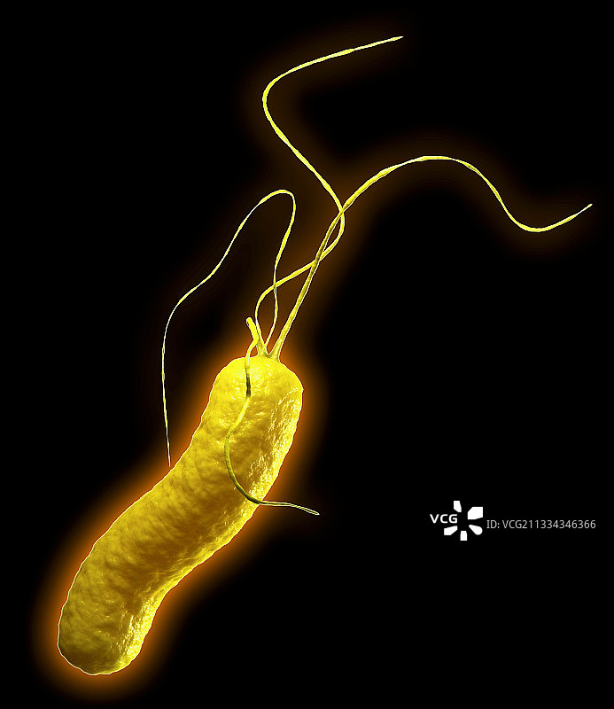 幽门螺杆菌菌图片素材