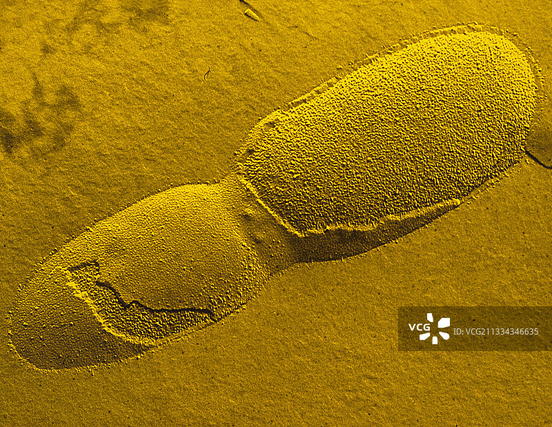 F.大肠杆菌冻裂透射电镜图片素材