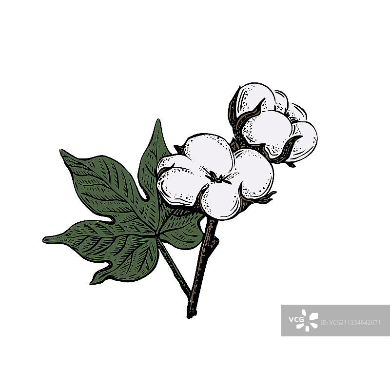 复古棉花素描植物伟大的设计图片素材
