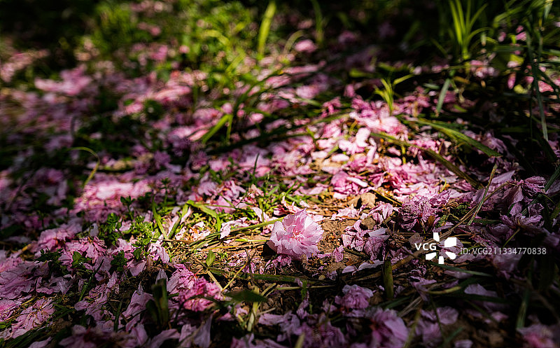 樱花花朵凋落在地面上图片素材