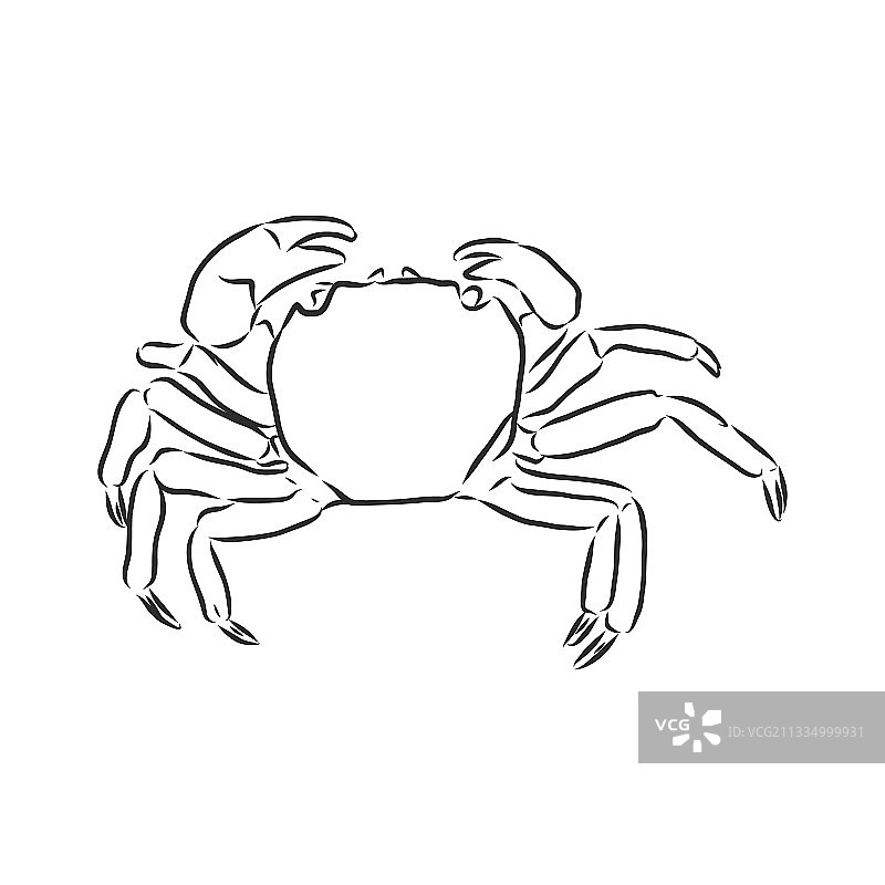 海蓝色条纹蟹蟹素描图片素材