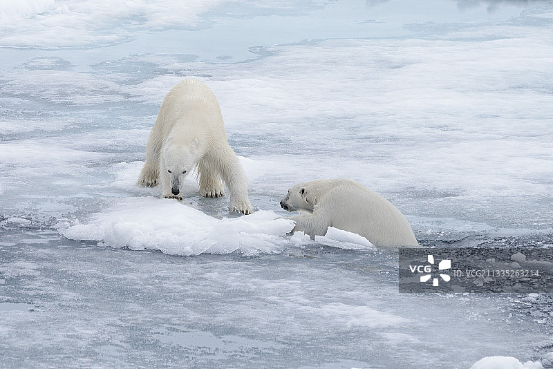 两只年幼的野生北极熊在北冰洋的浮冰上玩耍图片素材