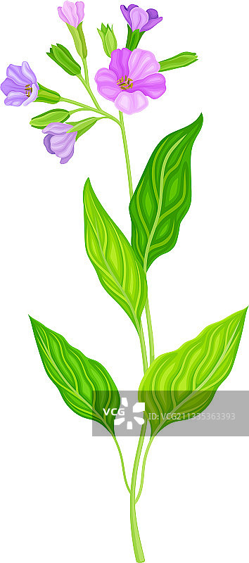 长有紫罗兰的肺草或肺花植物图片素材