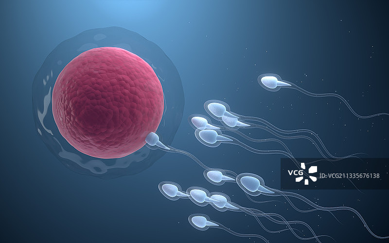精子与卵细胞结合 3D渲染图片素材