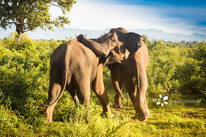 斯里兰卡乌瓦省的莫内拉加拉，两只大象踩着一只大象行走图片素材