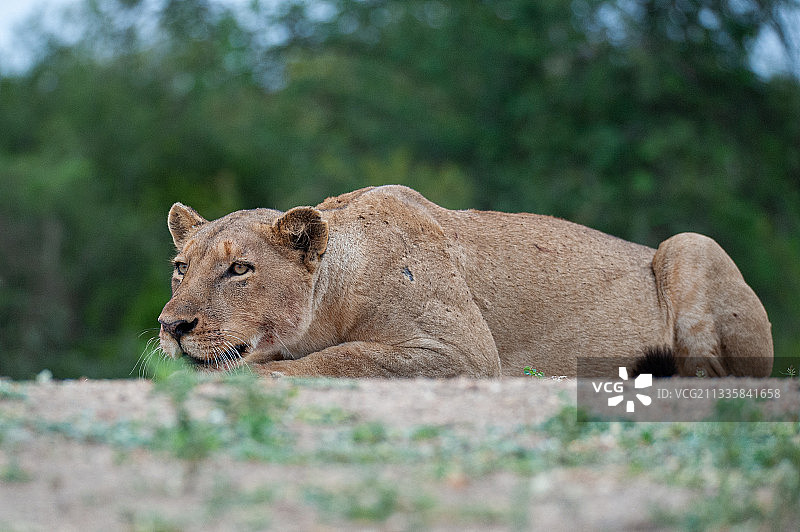 侧面的狮子躺在地上，南非图片素材