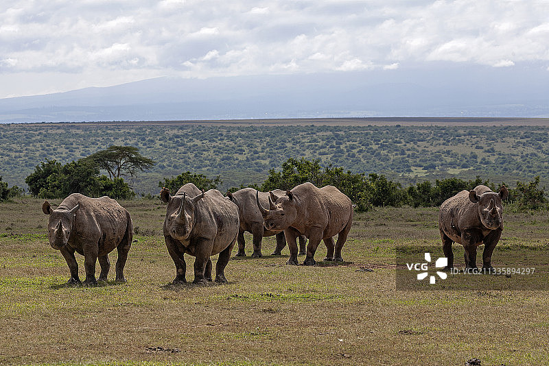 肯尼亚，一群大象排成一行走着图片素材
