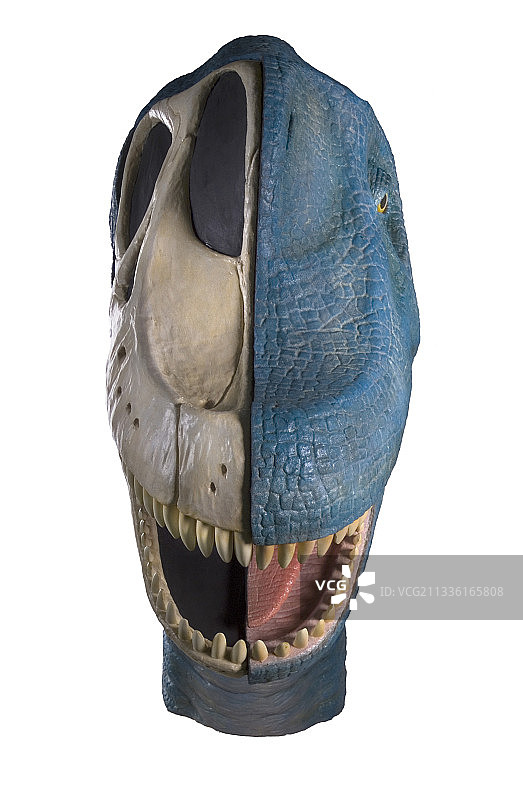 腕龙的恐龙模型图片素材