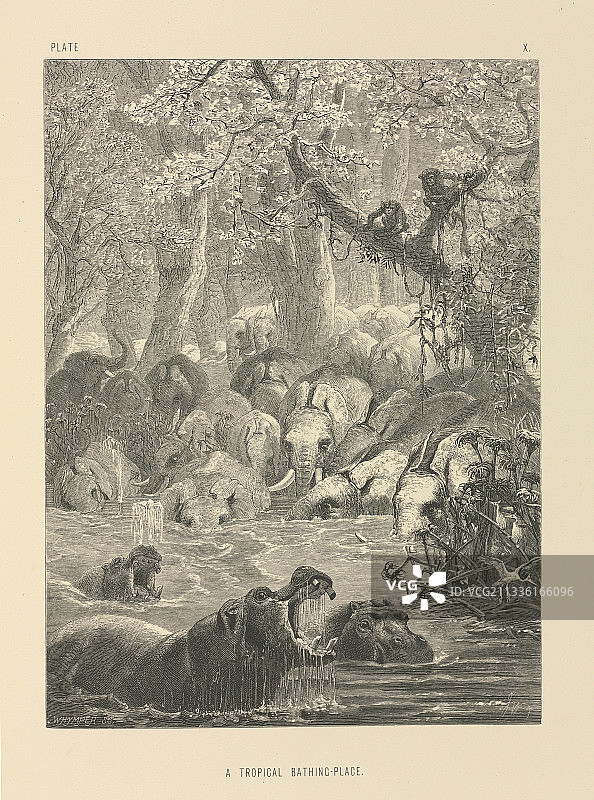 热带水塘，19世纪图片素材