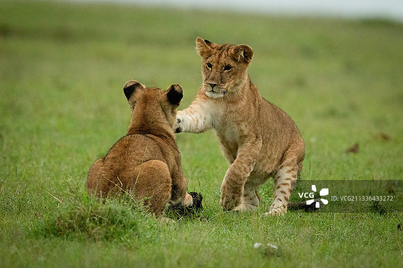 肯尼亚，Koyaki，一只小狮子站在草地上拍打另一只狮子图片素材