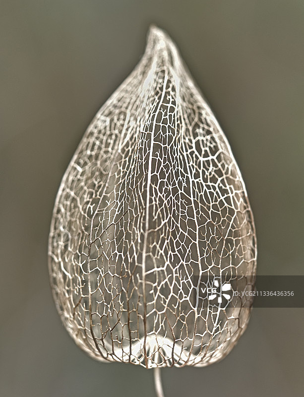 干枯树叶骨架的特写，法国邦纳特图片素材