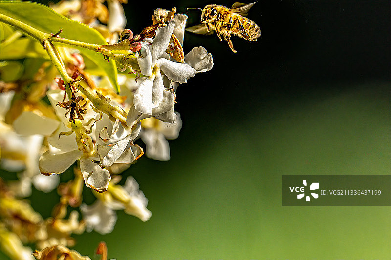意大利萨沃纳花上的昆虫特写图片素材