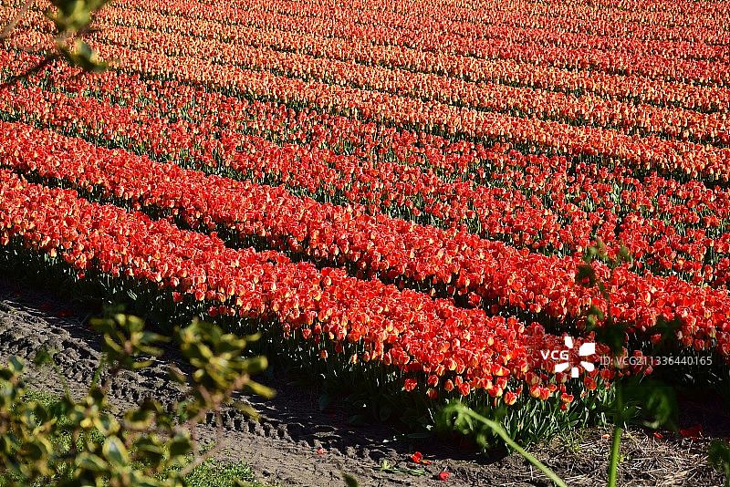 高角度的红色开花植物在田野上，De Zilk，荷兰图片素材