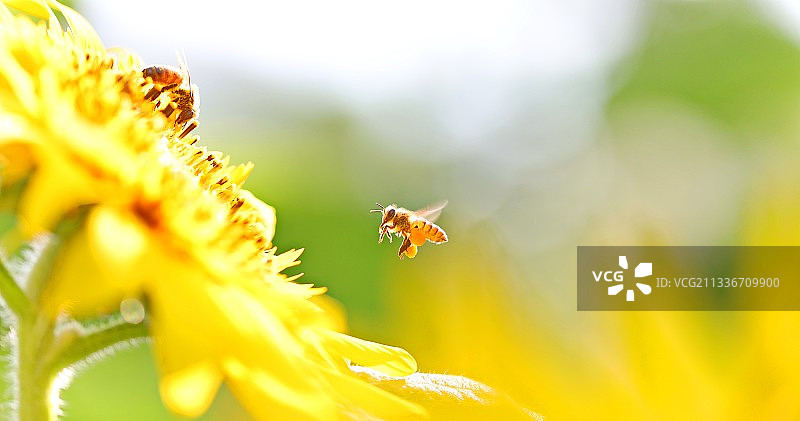 蜜蜂与向日葵图片素材