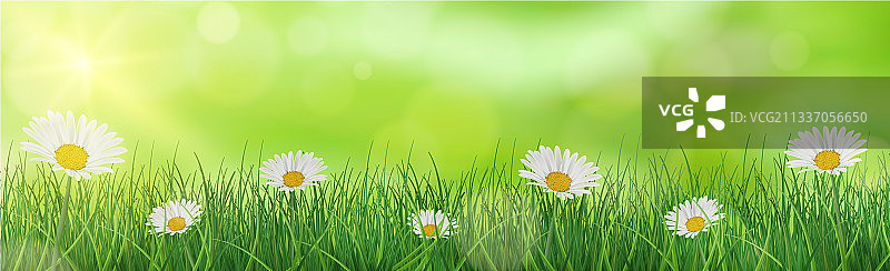 翠绿的草地上，雏菊在阳光下熠熠生辉图片素材