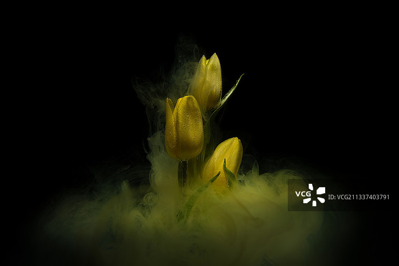 黄色花朵映衬黑色背景的特写图片素材