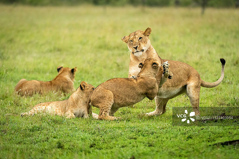 狮子家族，纳鲁克，肯尼亚马赛马拉图片素材