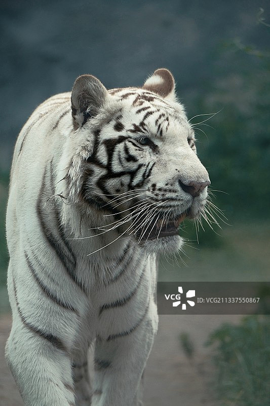 白色的虎图片素材