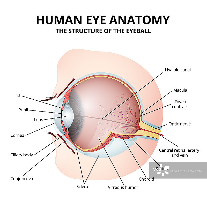 人眼解剖示意图图片素材