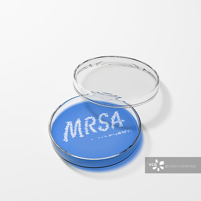 在培养皿中培养MRSA图片素材