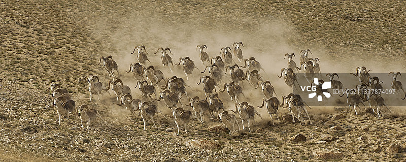 新疆塔什库尔干野生动物保护区图片素材