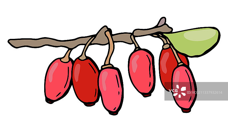 树枝与barberry浆果手绘风格图片素材