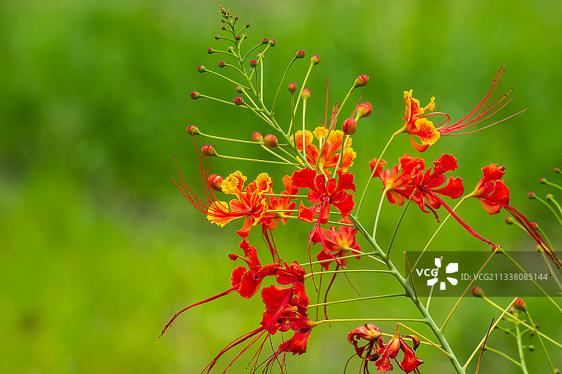 红色开花植物特写，浦那，马哈拉施特拉邦，印度图片素材