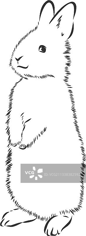 兔子素描手绘写实动物图片素材