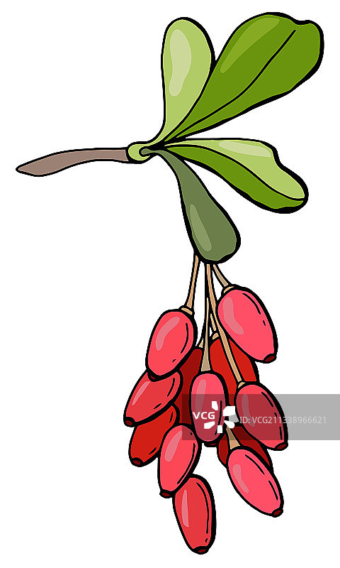 树枝与barberry浆果手绘风格图片素材
