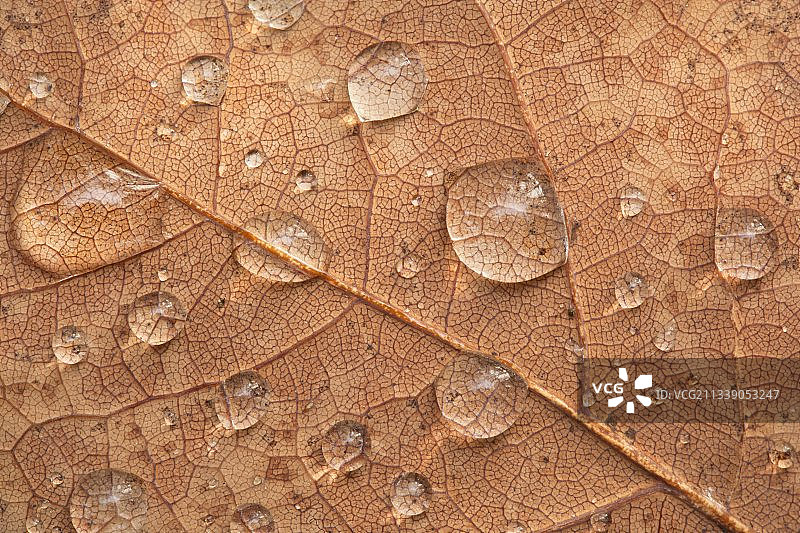 雨滴落在叶子上图片素材