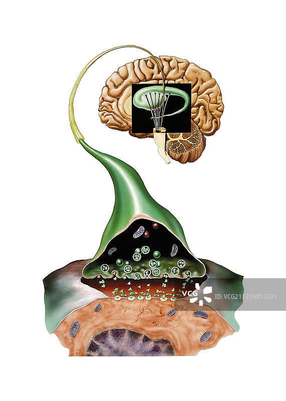 大脑突触，解剖艺术品图片素材