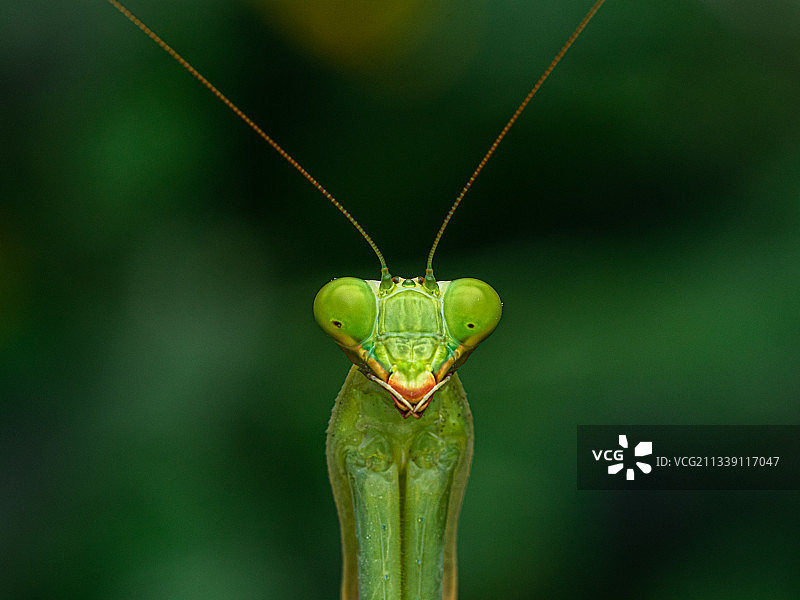 印度卡纳塔克邦，班加罗尔，叶子上的昆虫特写图片素材