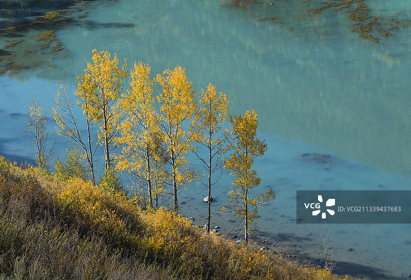 新疆喀纳斯秋季的森林与湖泊，清晨的薄雾显得梦幻，新疆的秋天图片素材