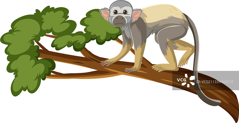 树枝上的松鼠猴卡通人物图片素材