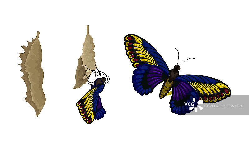 蛹或若虫为蛹期蝴蝶图片素材