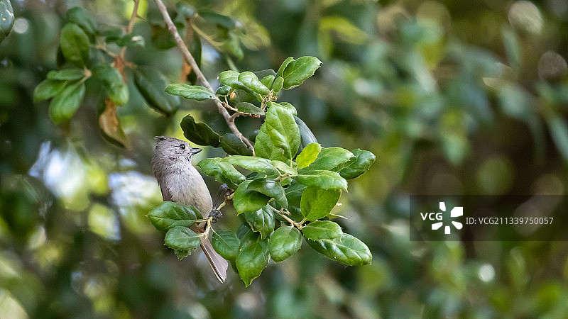 鸣禽栖息在树上的特写，加利福尼亚，美国，美国图片素材