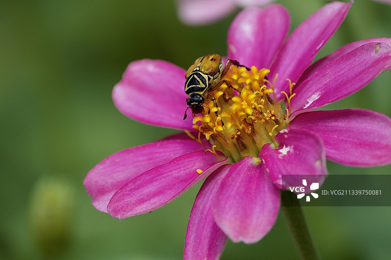 蜜蜂在粉红色花朵上的特写图片素材