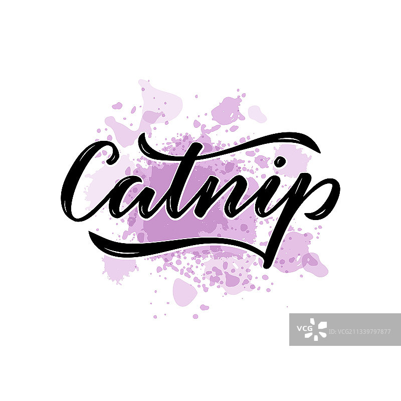猫薄荷黑色字在紫罗兰水彩背景图片素材