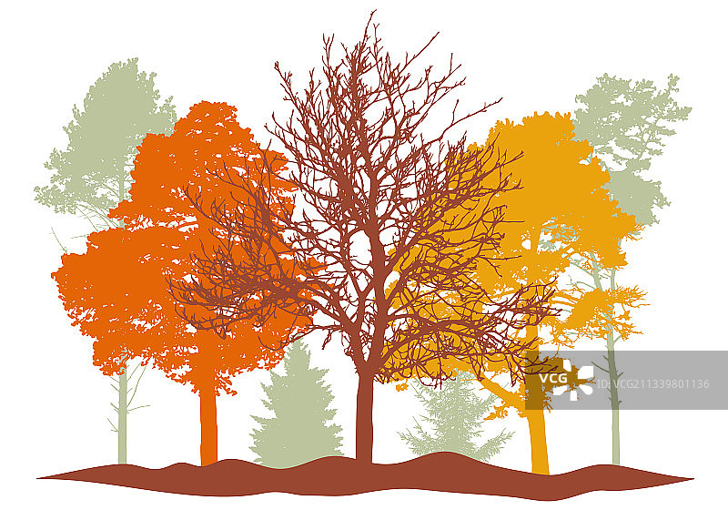 秋天的林地剪影裸树树图片素材
