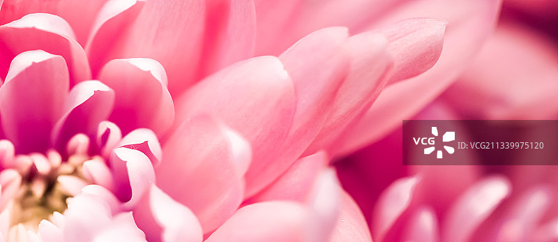 粉红色大丽花的特写图片素材