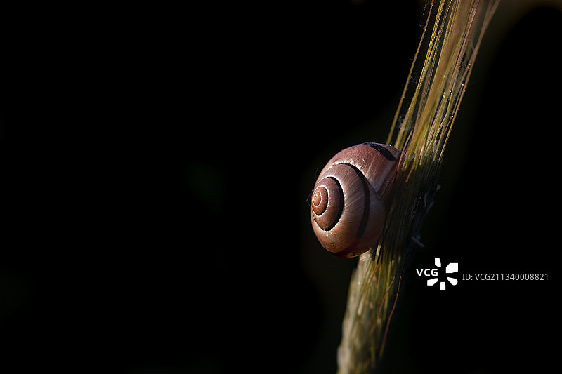 黑色背景下的蜗牛特写，波兰图片素材