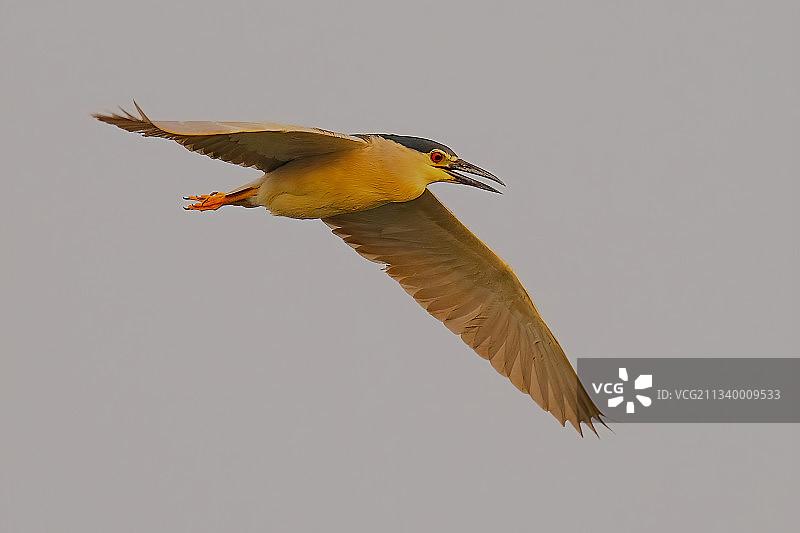 低角度的翠鸟飞翔在晴朗的天空，加尔各答，西孟加拉邦，印度图片素材