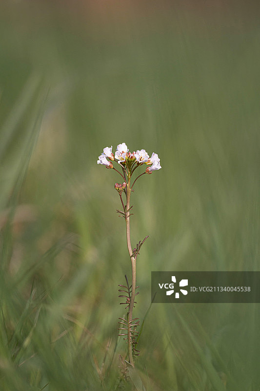 捷克共和国田野上开花植物的特写图片素材